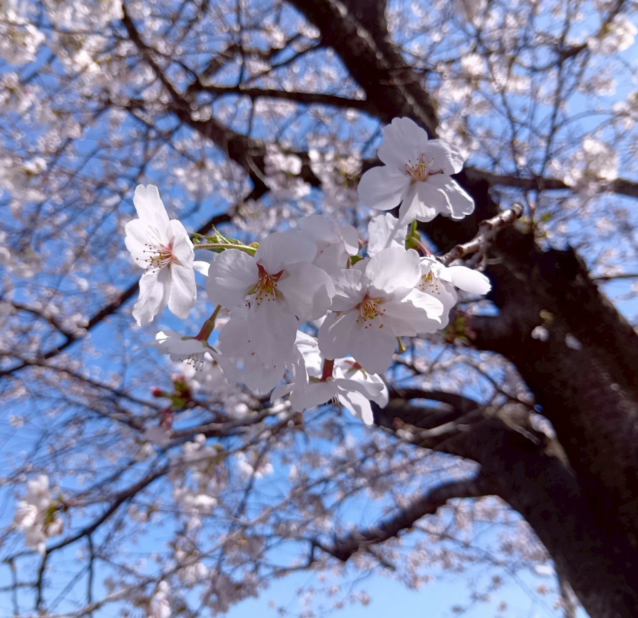 春になりました🌸